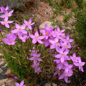 Centaurium quadrifolium.jpg